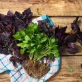 What is basil, where does it grow and what does the plant look like
