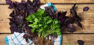 What is basil, where does it grow and what does the plant look like