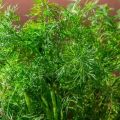 How to properly plant dill before winter in the Moscow region in the open field