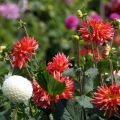 Dahlien auf freiem Feld anbauen, pflanzen und pflegen