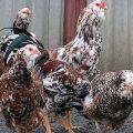 Περιγραφή και χαρακτηριστικά των κοτόπουλων Oryol, κανόνες φυλής