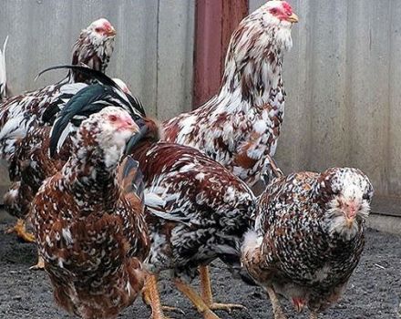 תיאור המאפיינים של תרנגולות אוריאול, כללי שמירת גזע