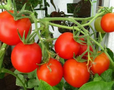 Gjennomgang av superbestemte tomatsorter til drivhus og åpent felt