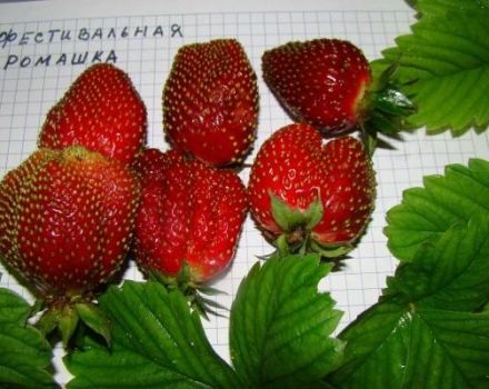 Description et caractéristiques de la variété de fraise Camomille Festival, culture et reproduction