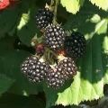 Descripción y características de las moras Chester Thornless, plantación y cuidado.