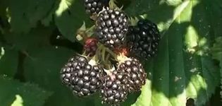 Descripción y características de las moras Chester Thornless, plantación y cuidado.