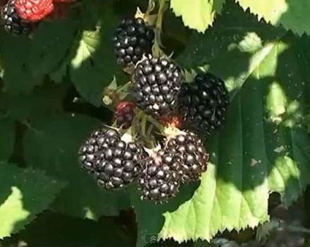 Description and characteristics of Chester Thornless blackberries, planting and care