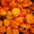 Cechy i sekrety uprawy papryki Habanero w domu