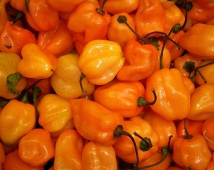 Rysy a tajemství pěstování pepře Habanero doma