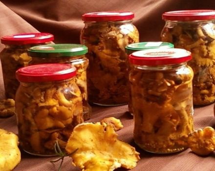 Simple step-by-step recipes for making pickled chanterelles for the winter at home