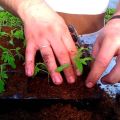 A tecnologia do método chinês de cultivo de mudas de tomate