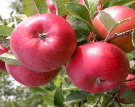 İşletme elma çeşidi ve verimi, yetiştirme bölgeleri ve kışa dayanıklılığın tanımı