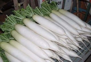 Περιγραφή της ποικιλίας Daikon Minovashi, χαρακτηριστικά καλλιέργειας και φροντίδας