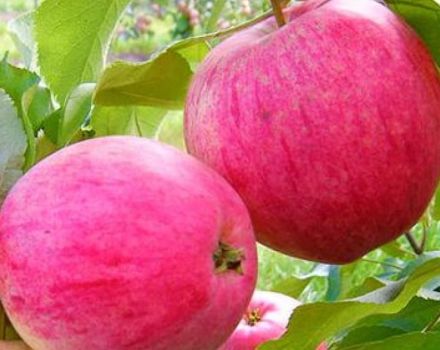 Descrição da variedade de macieiras Recheio rosa (Robin), vantagens e desvantagens, cultivo