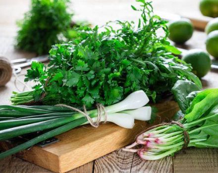 Recipes on how to salt greens at home for the winter in jars