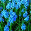 Opis 23 najlepších odrôd a druhov rastlín Muscari, výsadba a starostlivosť v otvorenom poli