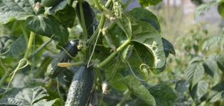Descrizione della varietà di cetrioli Gnomi divertenti, caratteristiche di coltivazione e produttività