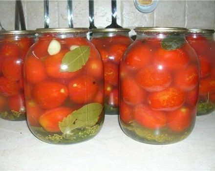 TOP 13 delicious recipes for instant salted tomatoes for the winter