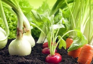 Vad är bättre att plantera bredvid paprika i ett växthus och öppet fält