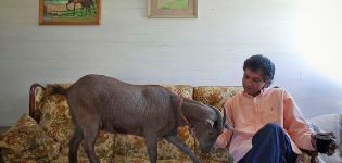Có thể nuôi dê trong nhà chung cư không, giống dê phù hợp và ưu nhược điểm
