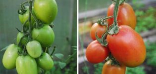 Beskrivning av tomatvariet ryska imperiet och dess egenskaper