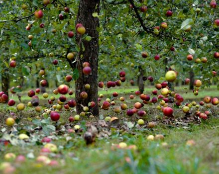 Gründe, warum ein Apfelbaum Früchte vergießen kann, bevor sie reifen, und was zu tun ist