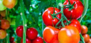 Descrição da variedade de tomate Velvet temporada, suas características e produtividade