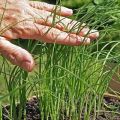 زراعة ونمو ورعاية الكراث في الخارج