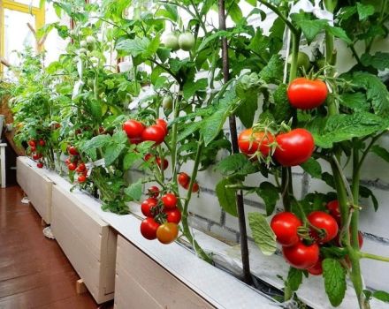Tổng quan về các giống cà chua ampel và sự tinh tế trong quá trình trồng trọt của chúng