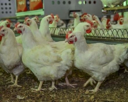 Descrição dos frangos da raça Arbor Aikres e regras de manutenção