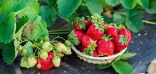 Liste der besten Fungizide zur Behandlung von Erdbeeren und Erdbeeren