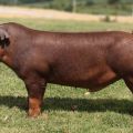 Duroc domuz ırkının tanımı ve özellikleri, gözaltı ve üreme koşulları