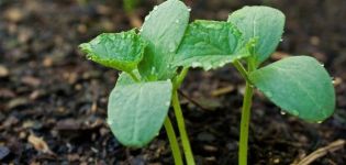 How to properly plant, grow and care for cucumber seedlings