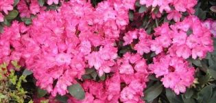 Beschreibung und Eigenschaften von 16 Unterklassen von Yakushimansky Rhododendron, Pflanzung und Pflege