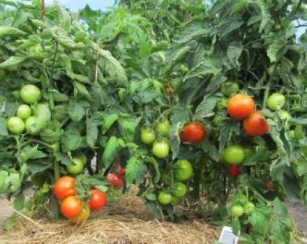 אילו זנים של עגבניות גדלות נמוכות הכי טובים לאדמה פתוחה