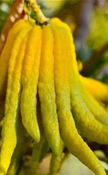 Beskrivning av citronen från Buddha Hand-sorten, regler för plantering och vård hemma