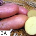 Description of the Arosa potato variety, cultivation features and yield