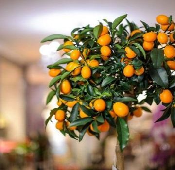 Beskrivning av Tashkent citronsort, odling och vård hemma