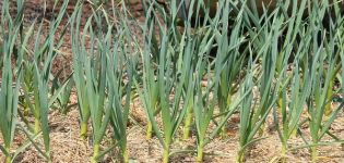Description of the Bogatyr garlic variety, its characteristics and cultivation