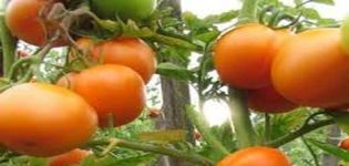 Beskrivning av tomatsorten Charm, dess egenskaper och odling