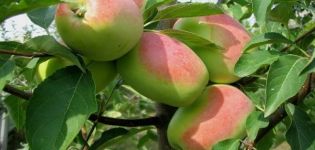Beschreibung und Eigenschaften der Apfelsorte Rosmarin, in welchen Regionen sie besser Früchte trägt