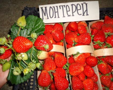 Περιγραφή και χαρακτηριστικά των φραουλών Monterey, φύτευση και φροντίδα