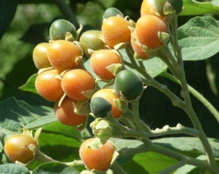 خصائص ووصف طماطم Tsifomandra ، وكيفية الزراعة والنمو