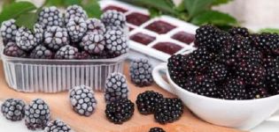 Como armazenar adequadamente amoras frescas, frutas secas e vida útil