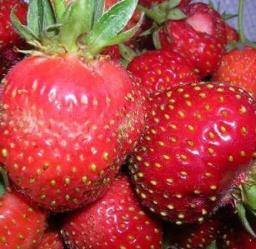 Descrição das variedades de morango delicadeza, plantio e cuidado de Moscou