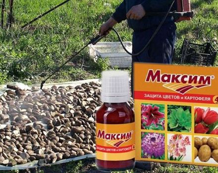 Instruktioner för användning av fungicid Maxim och hur det fungerar