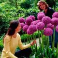 Tipos e variedades de cebolas Allium decorativas, plantio e cuidados em campo aberto