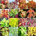 Coleus rūšių ir veislių aprašymas ir savybės, kurias geriau pasirinkti