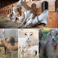 Examples of goat nicknames and a list of 200+ names for boys and girls