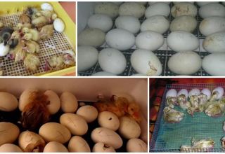 Regeln für das Schlüpfen von Gänschen in einem Inkubator zu Hause und eine Temperaturtabelle